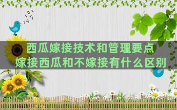 西瓜嫁接技术和管理要点 嫁接西瓜和不嫁接有什么区别